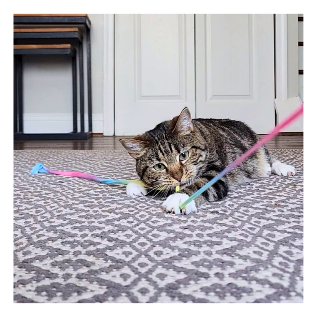 Rainbow Wand Cat Toy